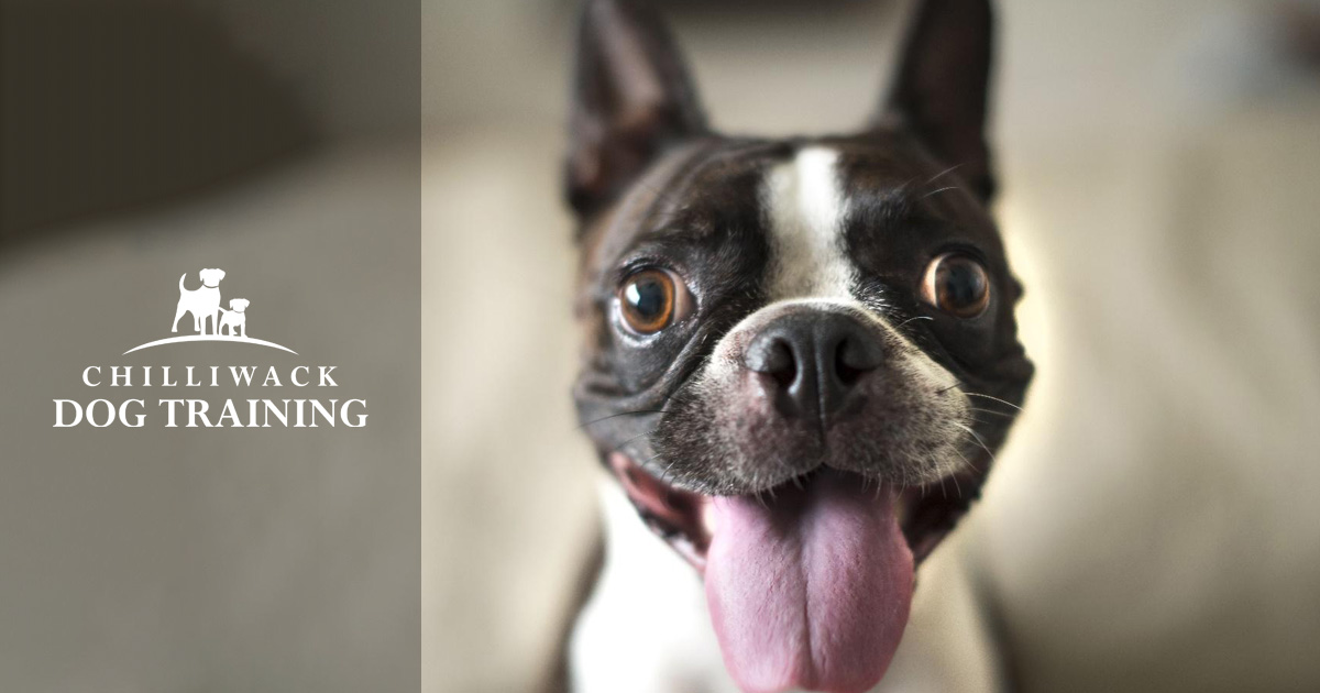 Chilliwack Dog Training: Basic Manners