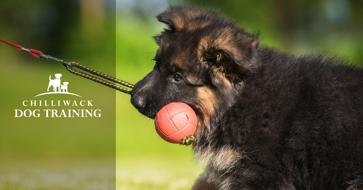 Chilliwack Dog Training: Puppy Manners